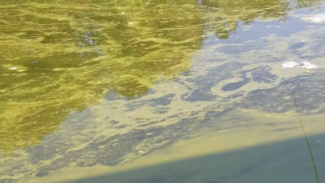 Stausee Ottenstein: Vom Schwimmen wird an folgenden Stränden abgeraten