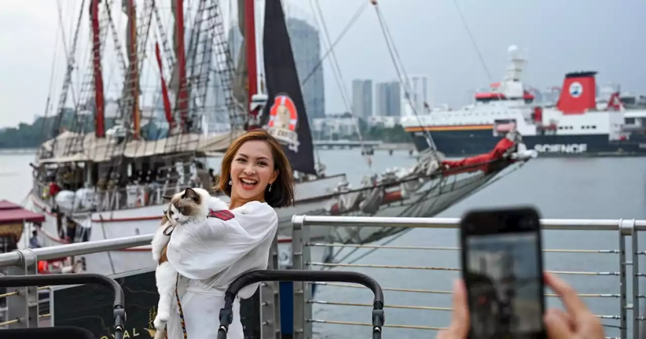 Gatos pueden disfrutar de lujosos cruceros junto a sus dueños gracias a curiosa iniciativa