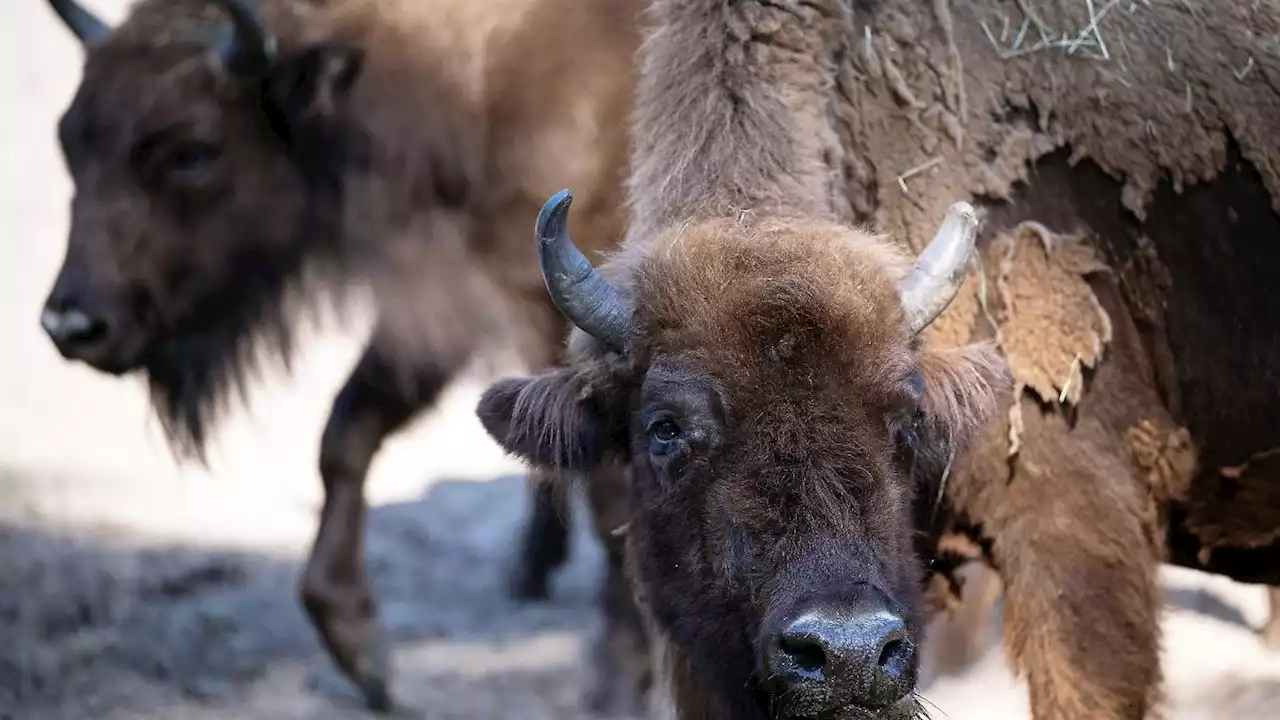 100 Jahre Wisent-Rettung