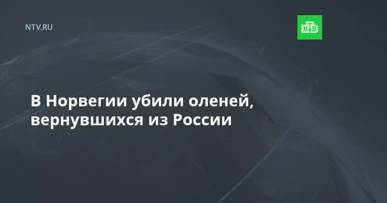 В Норвегии убили оленей, вернувшихся из России