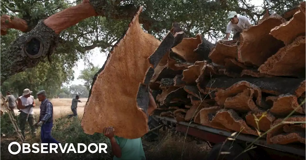 Cidadãos organizam manifestação em Lisboa no sábado contra abate de sobreiros em Sines