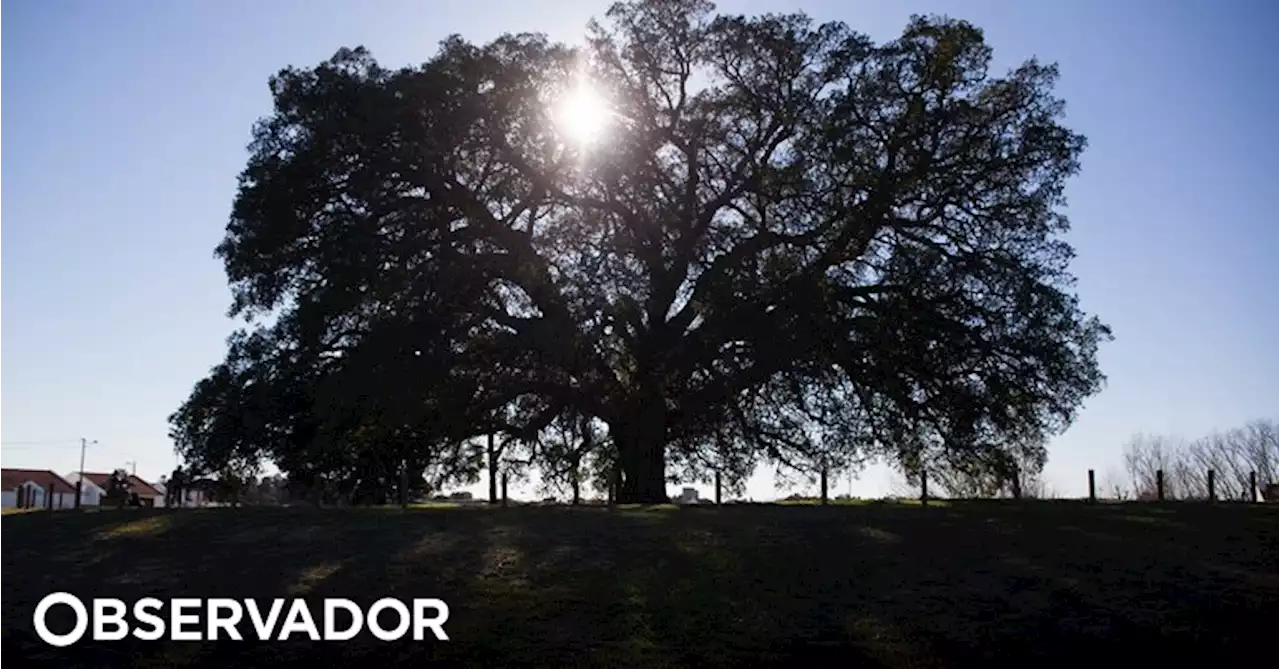 Grupo de trabalho vai estudar melhorias às compensações pelo abate de sobreiros em Sines