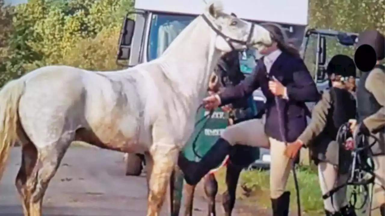 Woman captured hitting pony by Herts animal rights group found not guilty