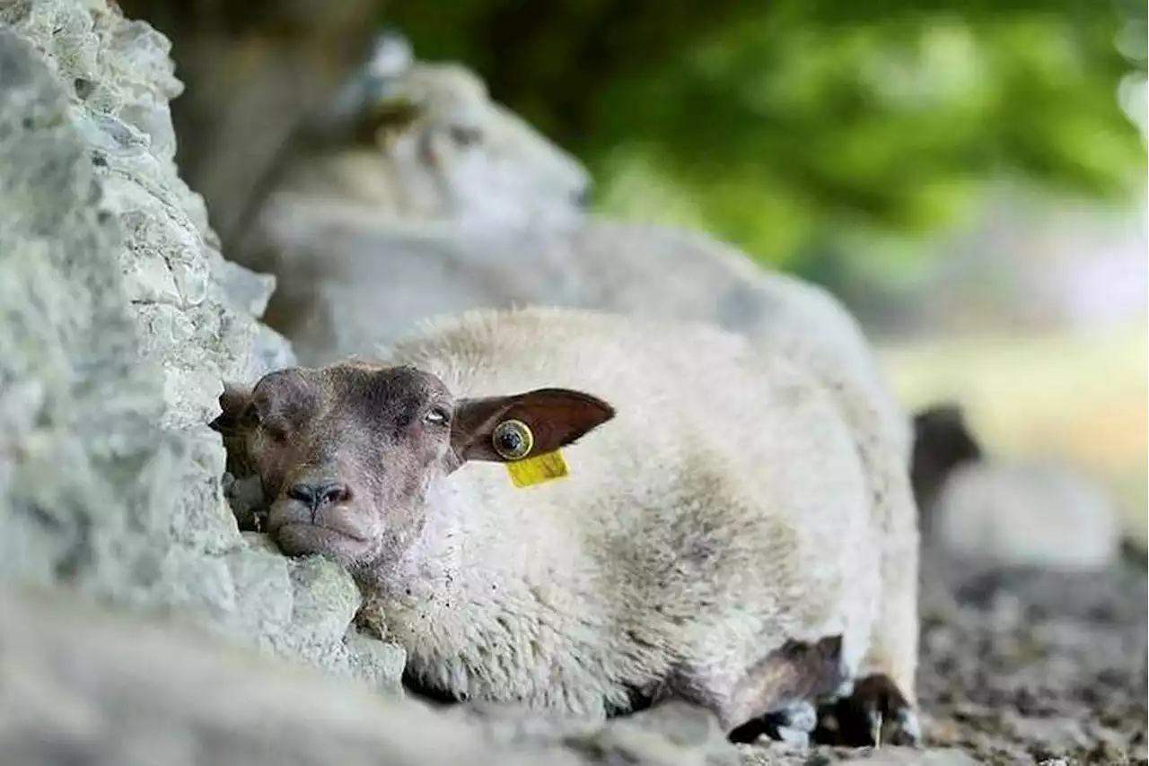 Pour protéger les moutons des attaques d’aigles, on fait appel à... des chiens - Edition du soir Ouest-France