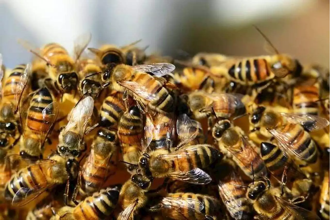 Qu’est-ce que cette espèce d’abeilles « tueuses » qui a attaqué mortellement des baigneurs en Guyane ? - Edition du soir Ouest-France