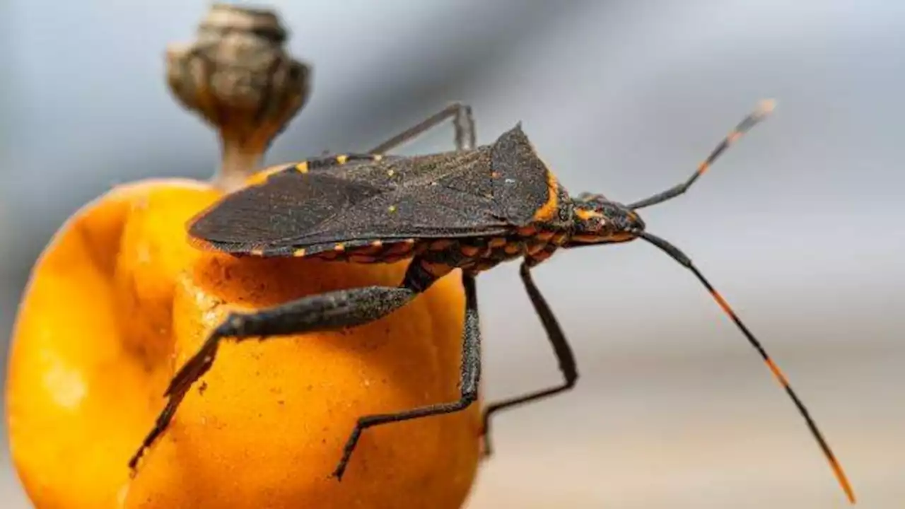 La UNPAZ conversa para prevenir el Chagas | Debaten acerca de cómo tratar la enfermedad