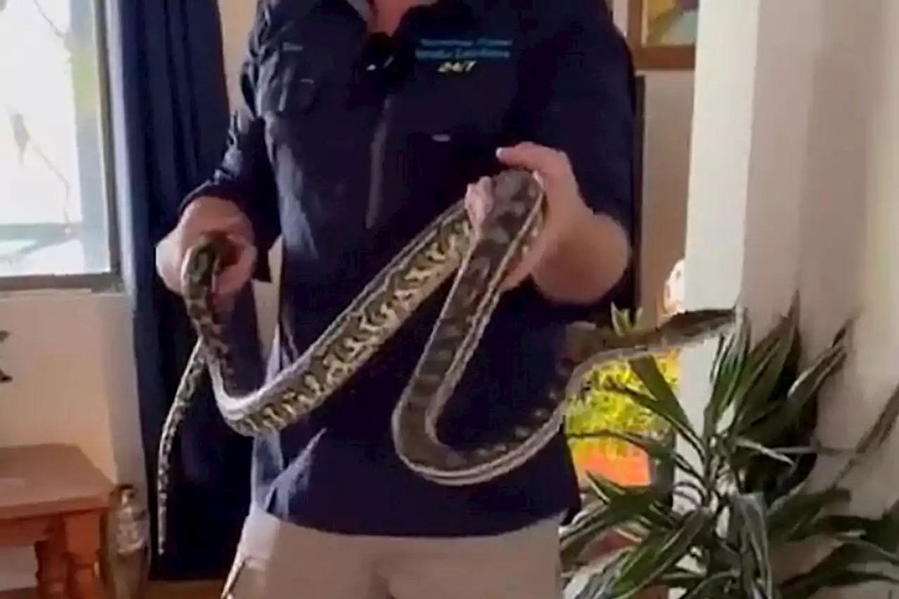 Snake Found Hanging Behind Picture Frame in Australian Home: 'Nice Little Carpet Python'