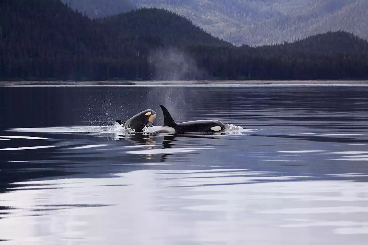 After her death in a Miami tank, push to send Lolita home to the Pacific continues