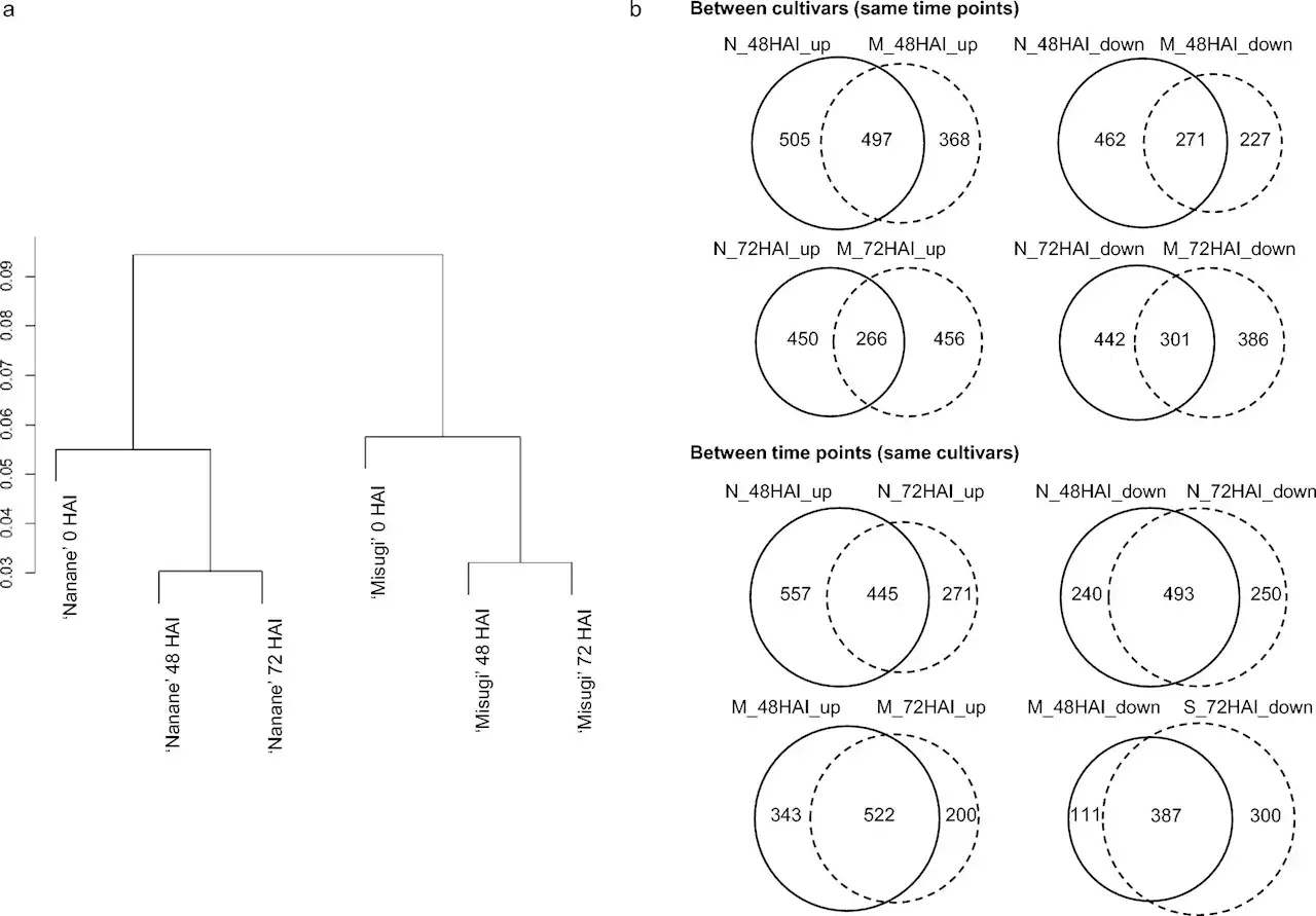 Discovery of differences in gene expression between white rust resistant and susceptible cultivars in B. rappa