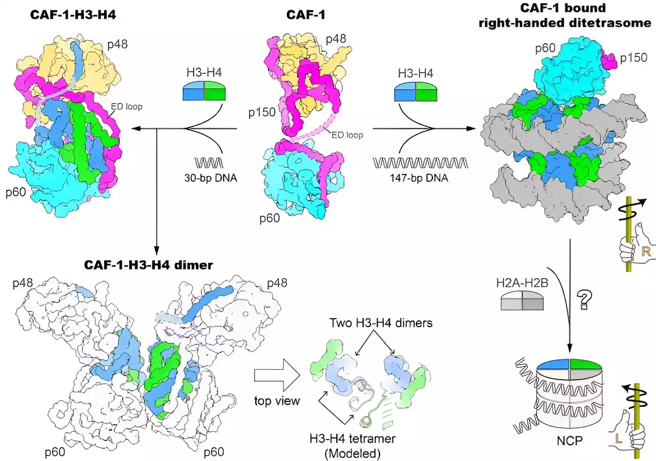 Researchers unveil mechanism of nucleosome assembly by chromatin assembly factor-1