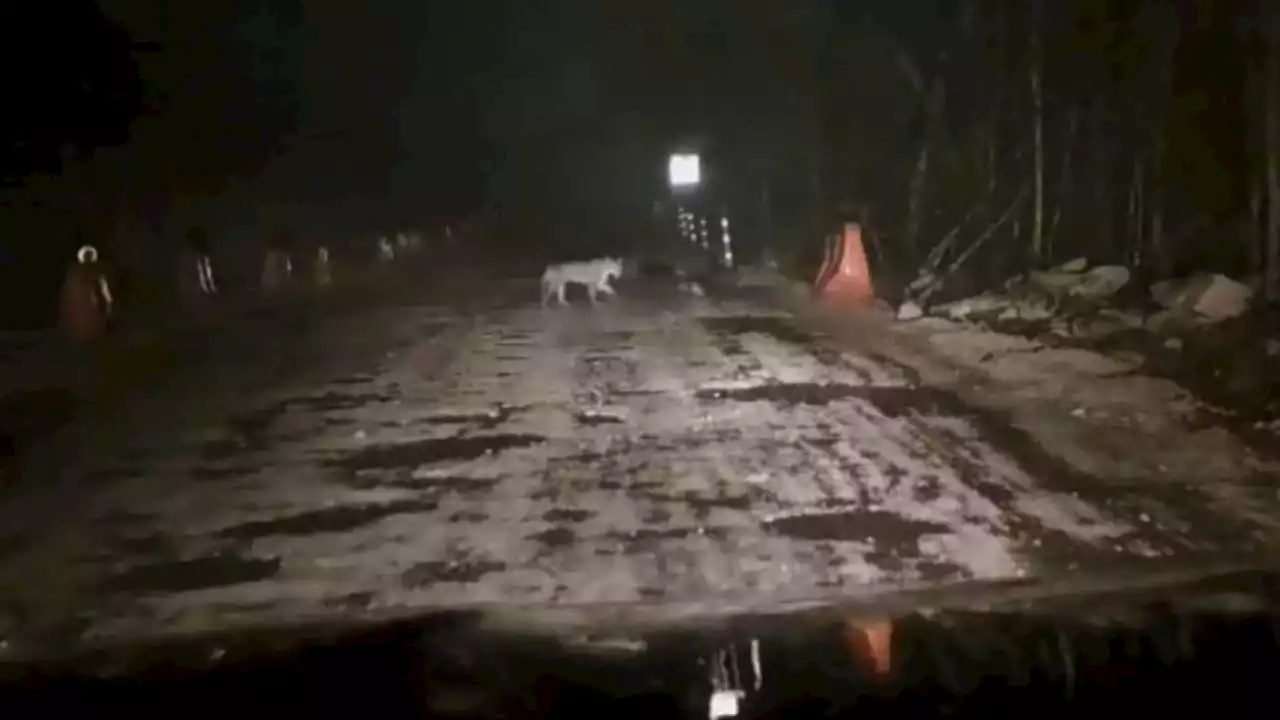 Captan a jaguar deambulando entre las obras del Tren Maya en Quintana Roo (Video)