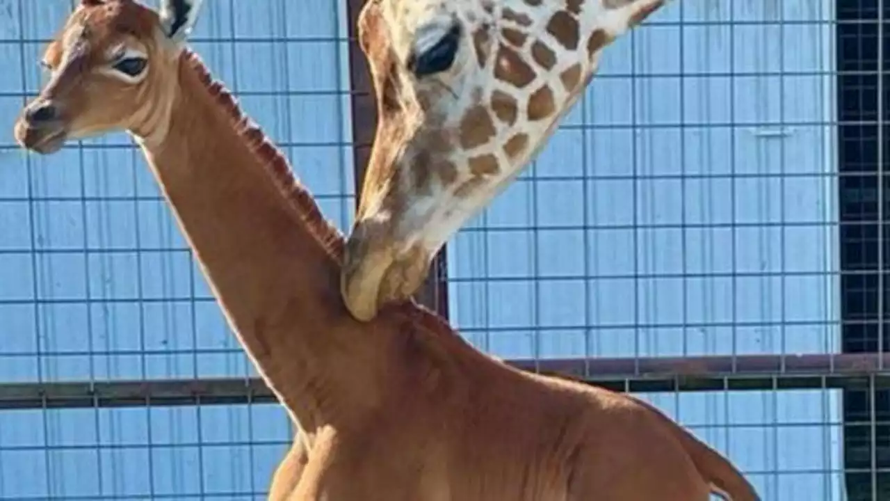 Stati Uniti, nata una giraffa senza macchie: 'Forse l'unica sul pianeta'