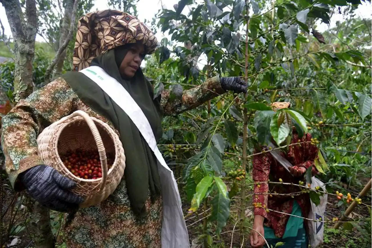 Pebisnis Kopi Aceh Tengah Sudah Melakukan Ekspor ke 15 Negara