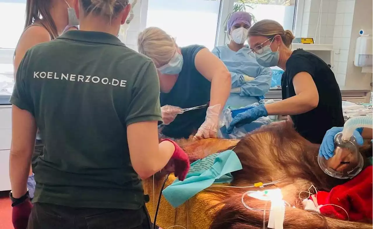 Medizinischer Eingriff im Kölner Zoo: Team der Frauenklinik operiert Orang-Utan-Dame