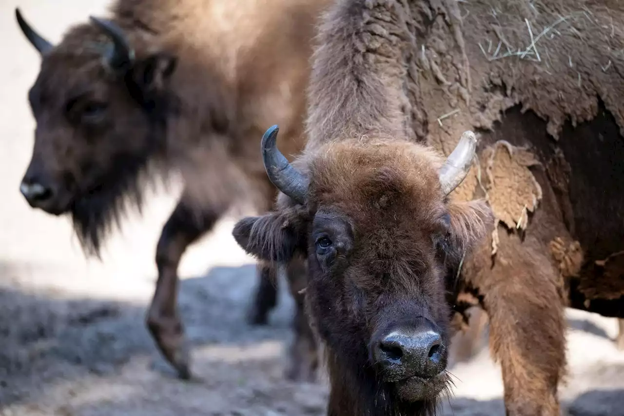 100 Jahre Wisent-Rettung