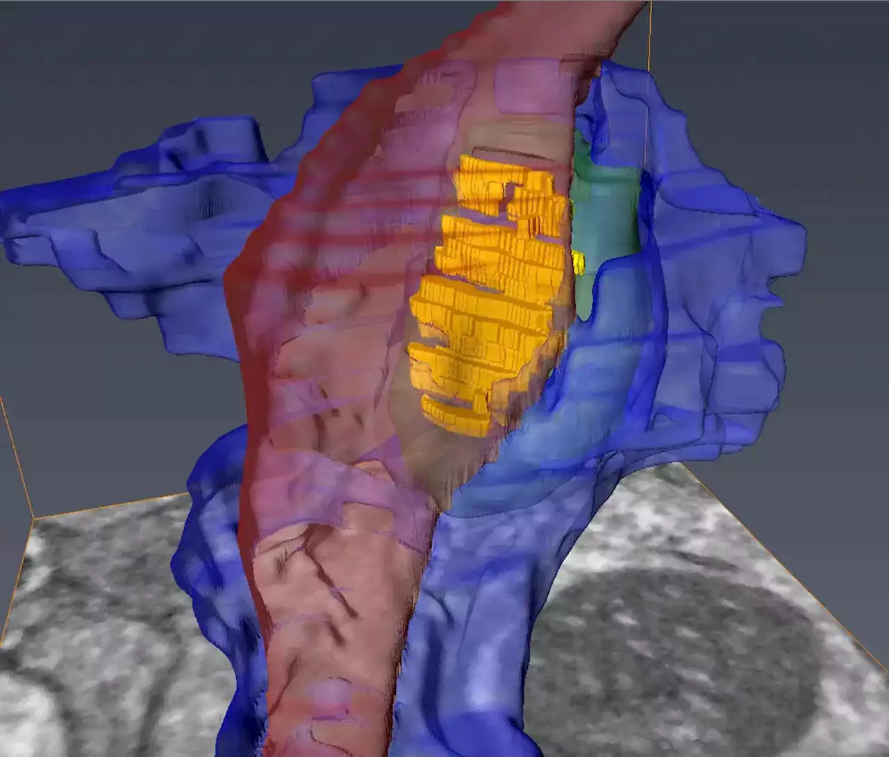 Neuroscience Breakthrough – New Images Capture Unseen Details of the Synapse