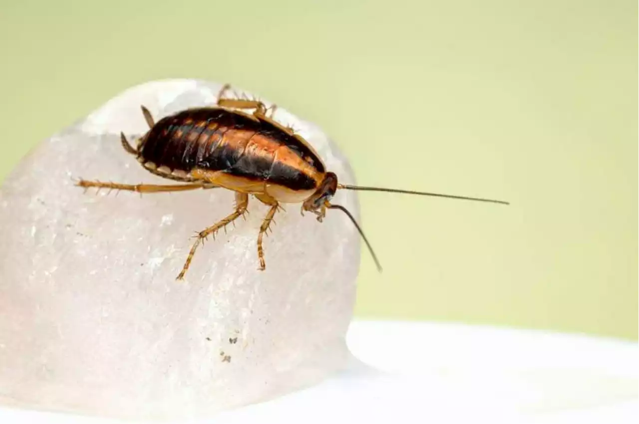 60 cockroach eggs found in shampoo bought online