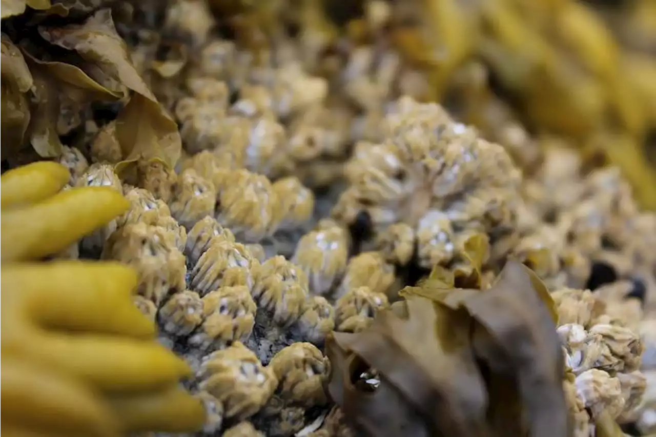 Barnacles may help solve mystery of missing MH370 plane