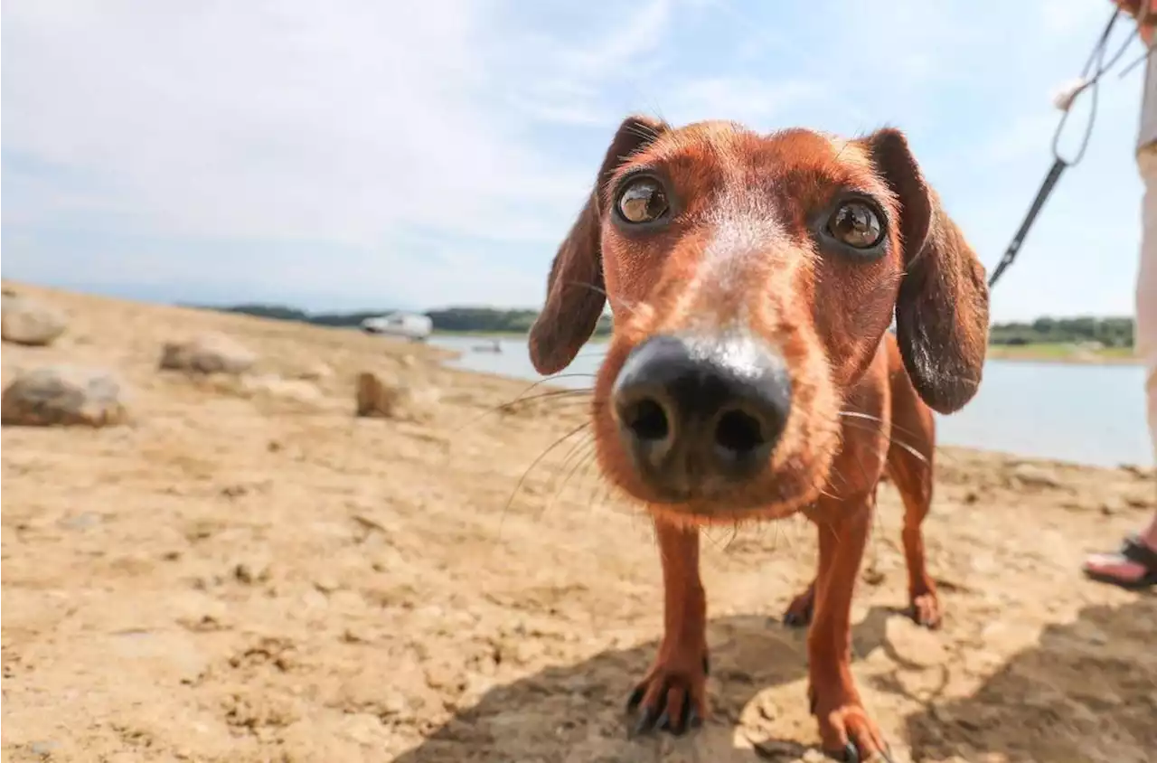 Charente-Maritime : quand la rumeur des chiens empoisonnés refait surface