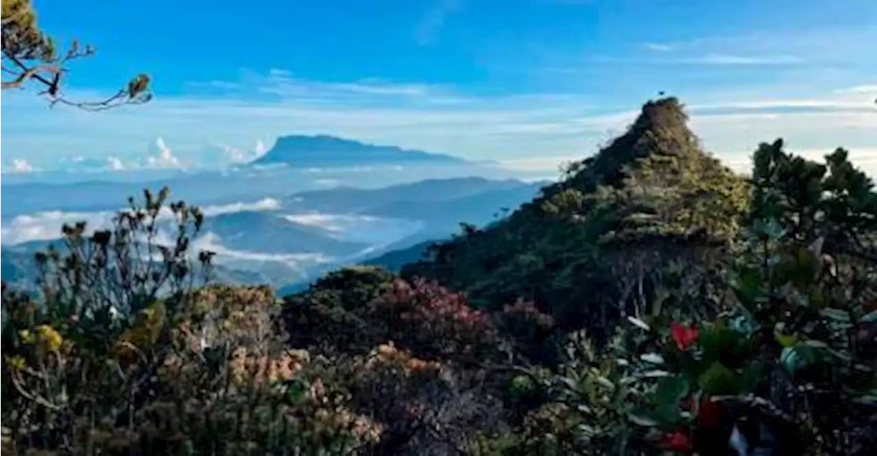 Sabah Forestry Dept confirms Mount Sinsing as third tallest in M’sia