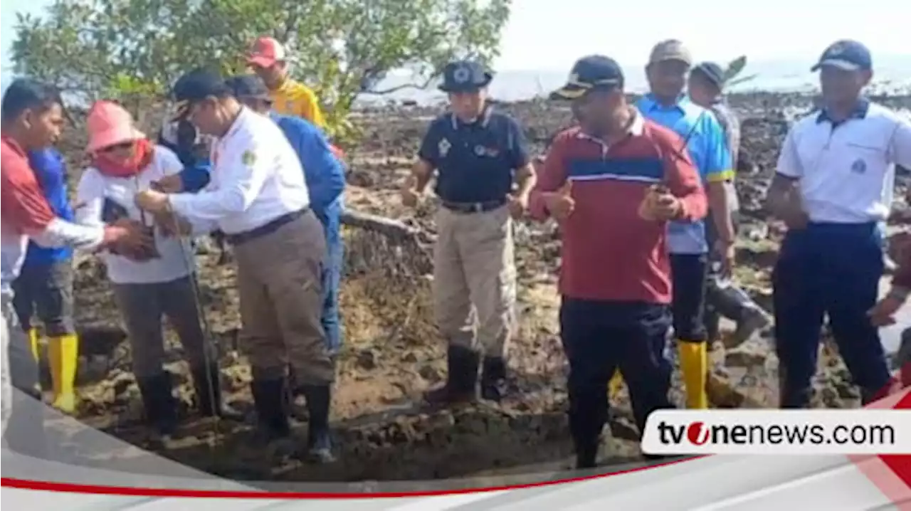 Cegah Abrasi dan Pulihkan Ekosistem Laut, Pemkab Karimun Tanam 1000 Bibit Mangrove di Tepi Pantai