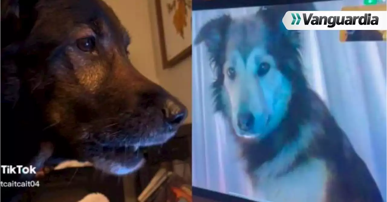 Esta es la tierna reacción que tuvieron dos perros al verse por videollamada