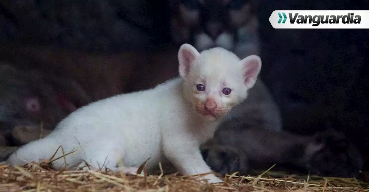 Imágenes enternecedoras: Nace el primer puma albino en Nicaragua