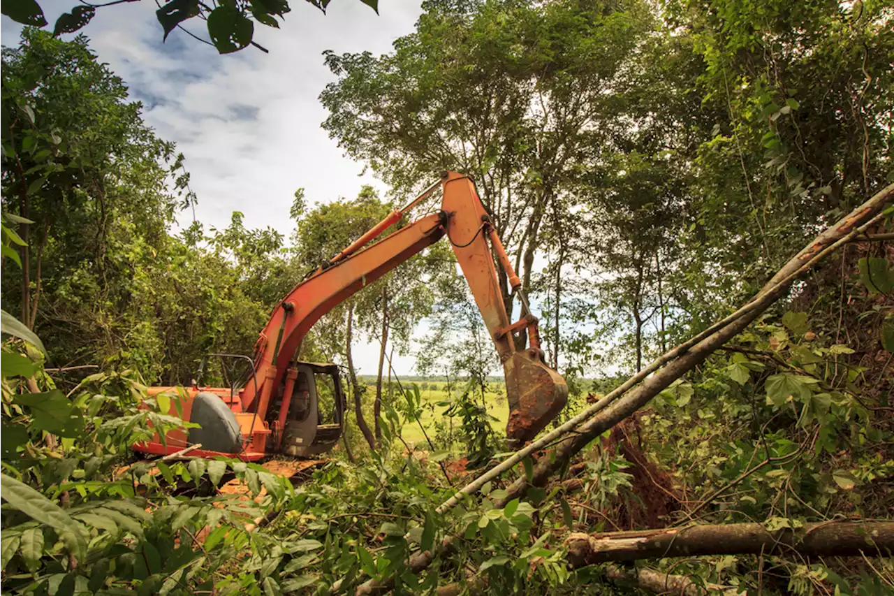 Alvorlig nedtur: Udbredt klimakompensation virker ikke