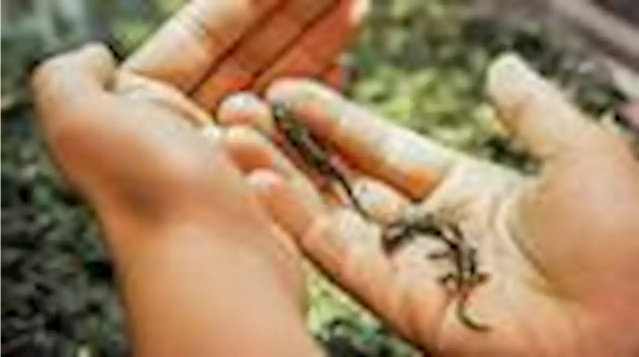 tragischer unfall - aber 19 baby-salamander gerettet