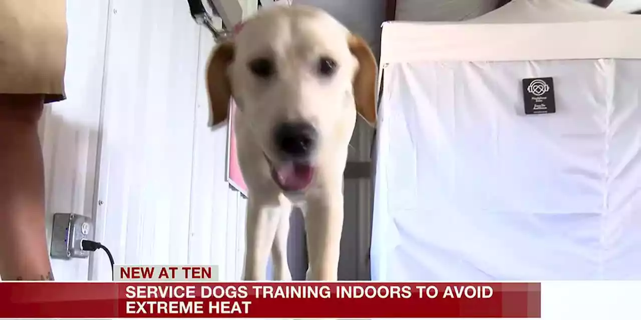 Alabama service dogs training indoors to avoid extreme heat