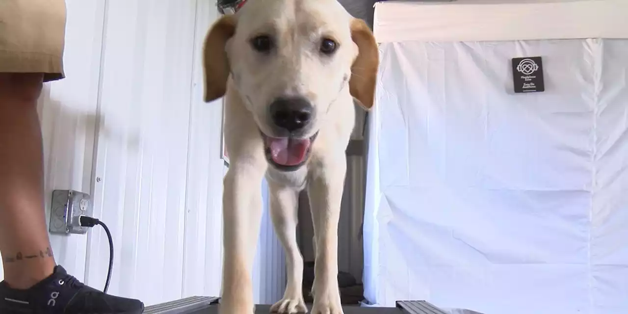 Alabama service dogs training indoors to avoid extreme heat