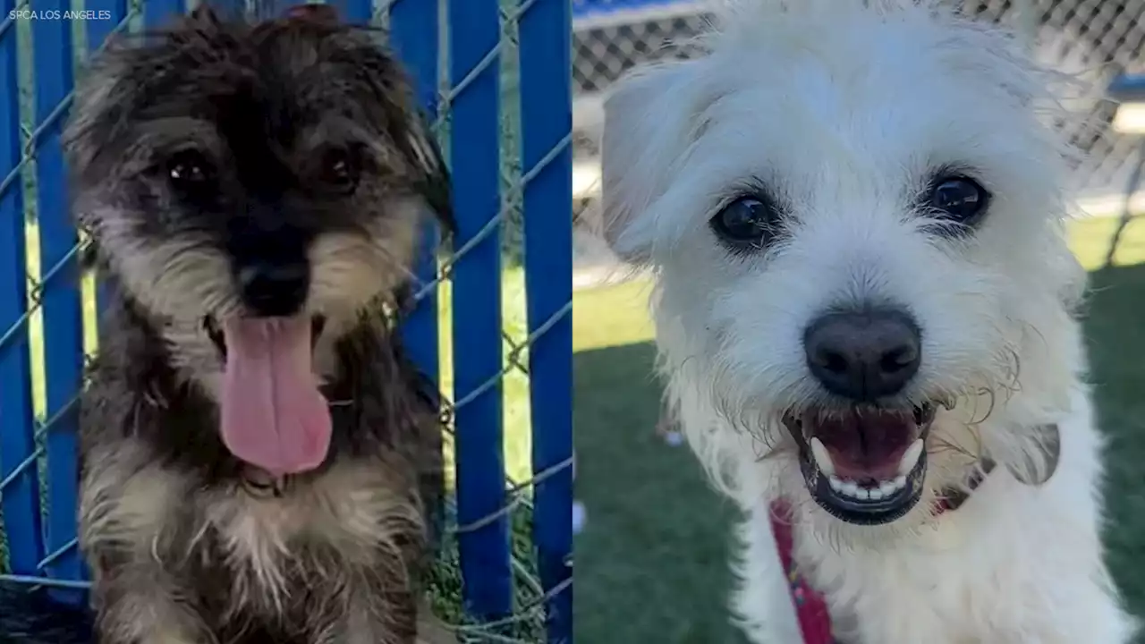 Nearly all dogs found living inside impounded car in Gardena adopted, except for Cooper and Piper