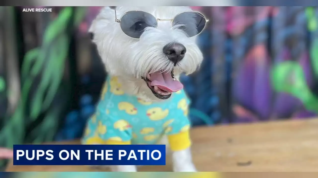 Animal rescue group partners with Chicago Italian restaurant for 'Pups on the Patio'