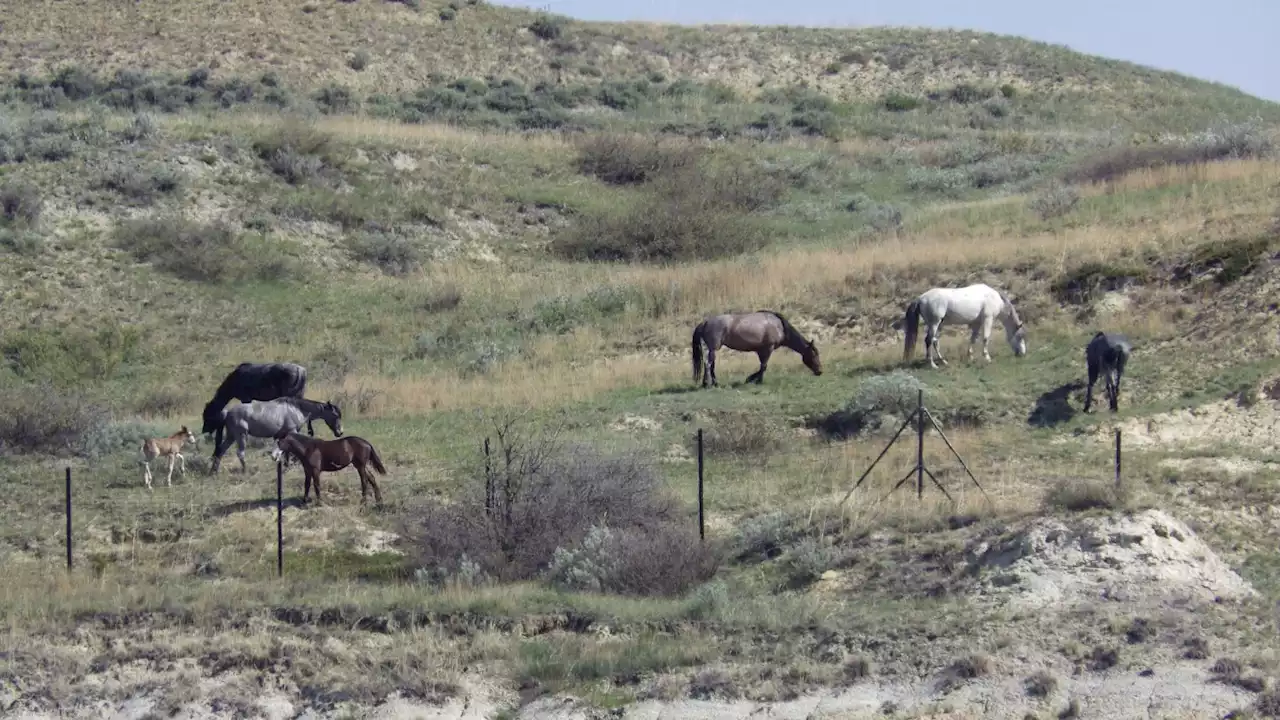 Beloved wild horses that roam Theodore Roosevelt National Park may be removed. Many oppose the plan