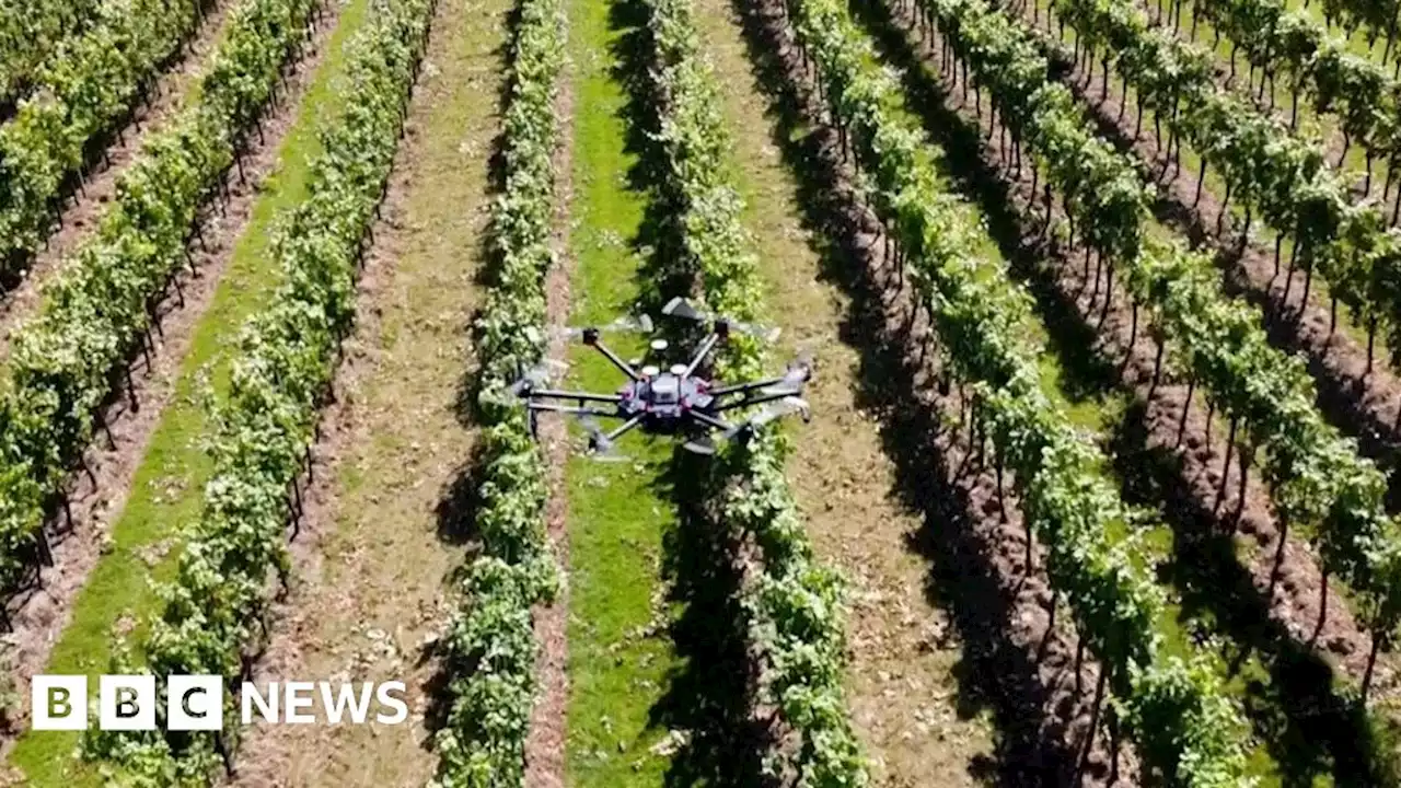 Kent vineyard uses drones to help improve crop