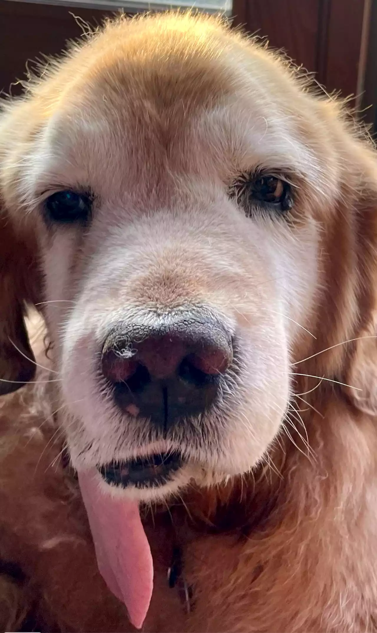 Can a golden retriever named Ella teach us to stop our barking: Letter from the Editor