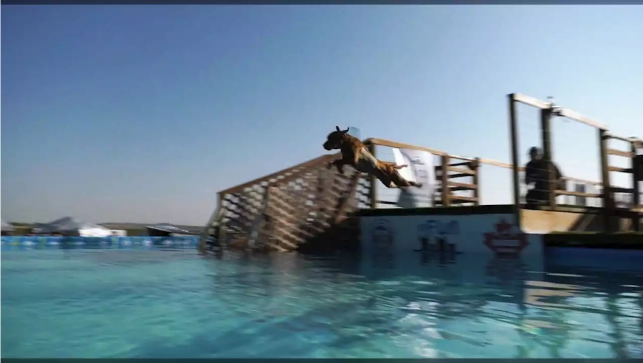 Dozens of dogs make a splash at North America Diving Dog Regional Competition