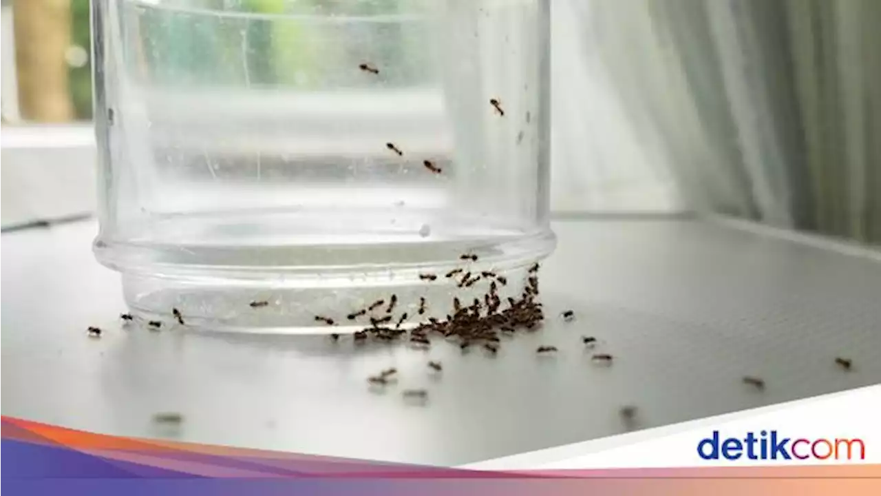 Kenapa Rumah Banyak Semut? Bisa Jadi Ini Penyebabnya