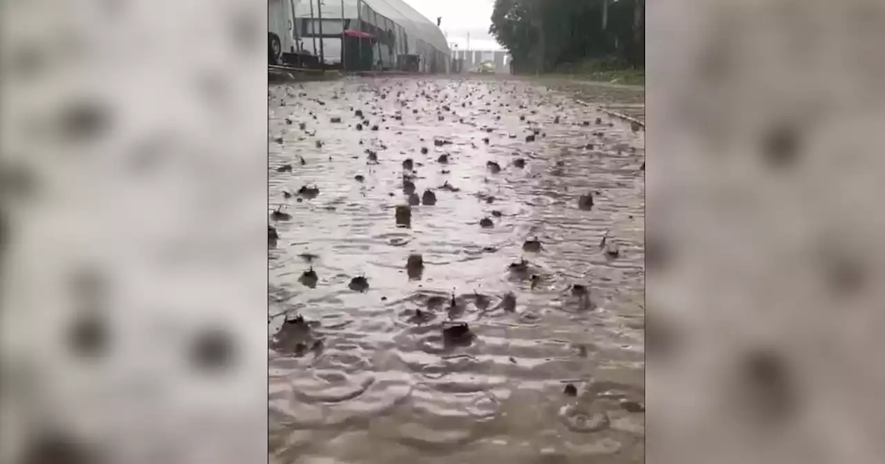 Creamfields hit by 'biblical' rain hours into festival weekend