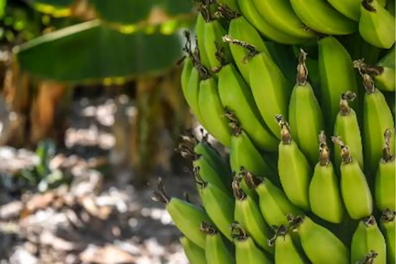 Rice, corn areas expand as banana growers switch to grains production