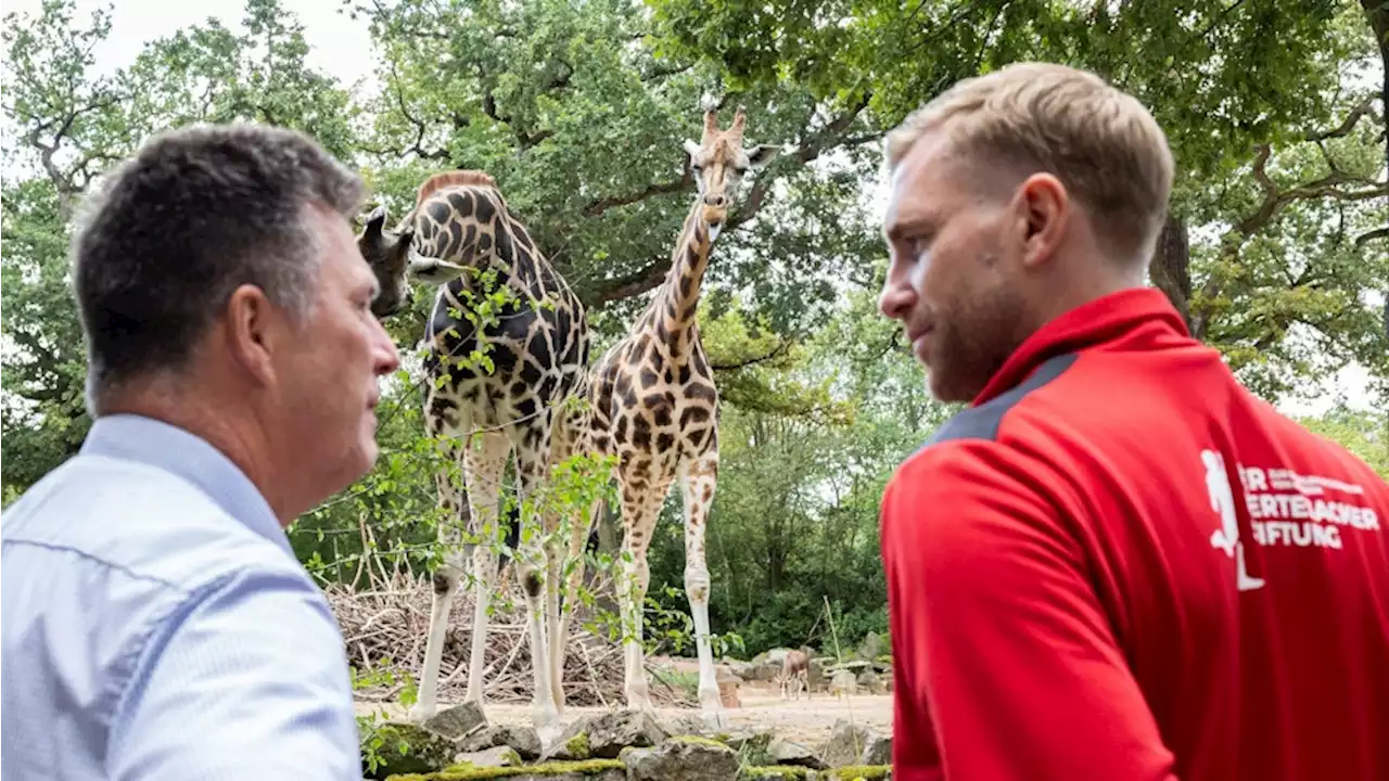 Soziales: Giraffen-Ehrenpatenschaft für Per Mertesacker