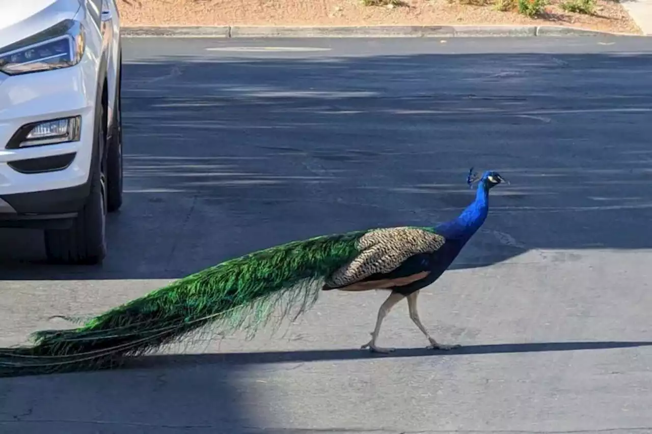 ‘Heartbreak’ after Las Vegas favourite Pete the peacock killed with arrow