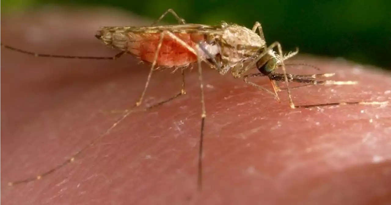 First case of West Nile Virus confirmed this year in Manitoba, risk considered high