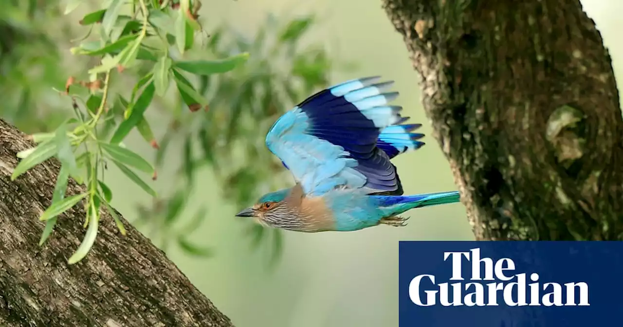 India birds report identifies 178 species as being of high conservation concern