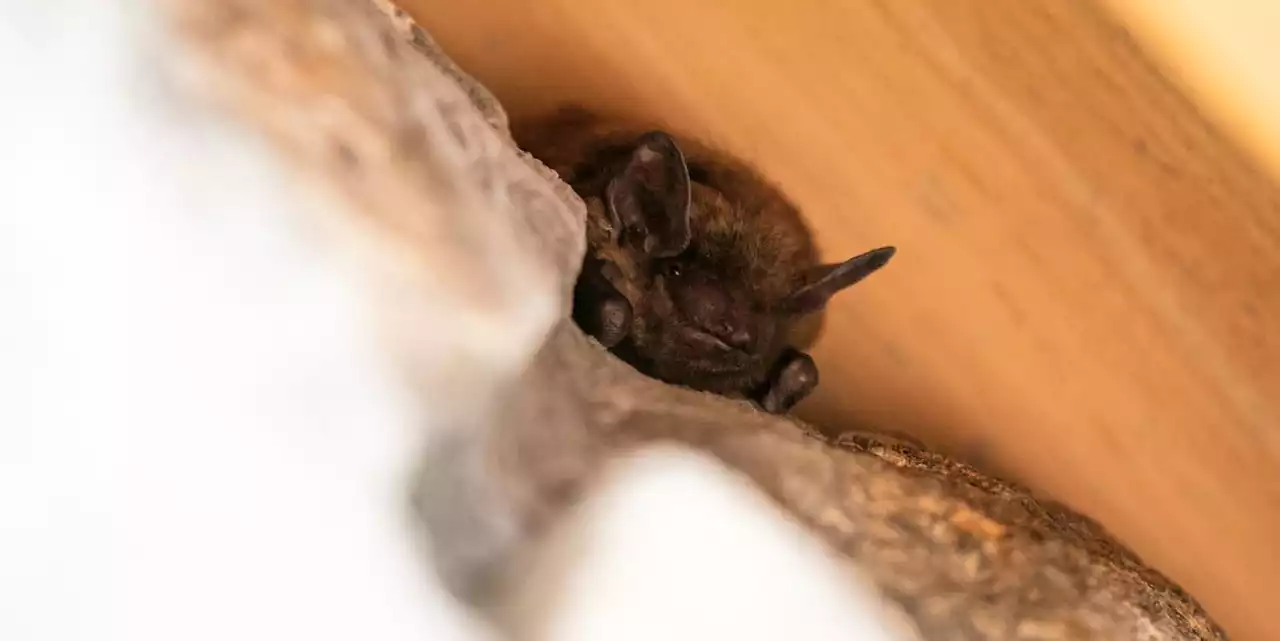 Das solltest du tun, wenn sich die Fledermaus verfliegt