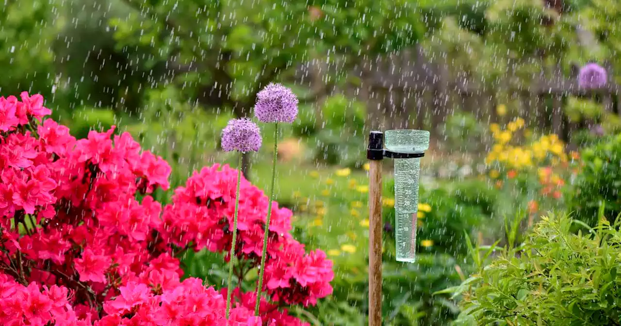 How rain can be great for your garden