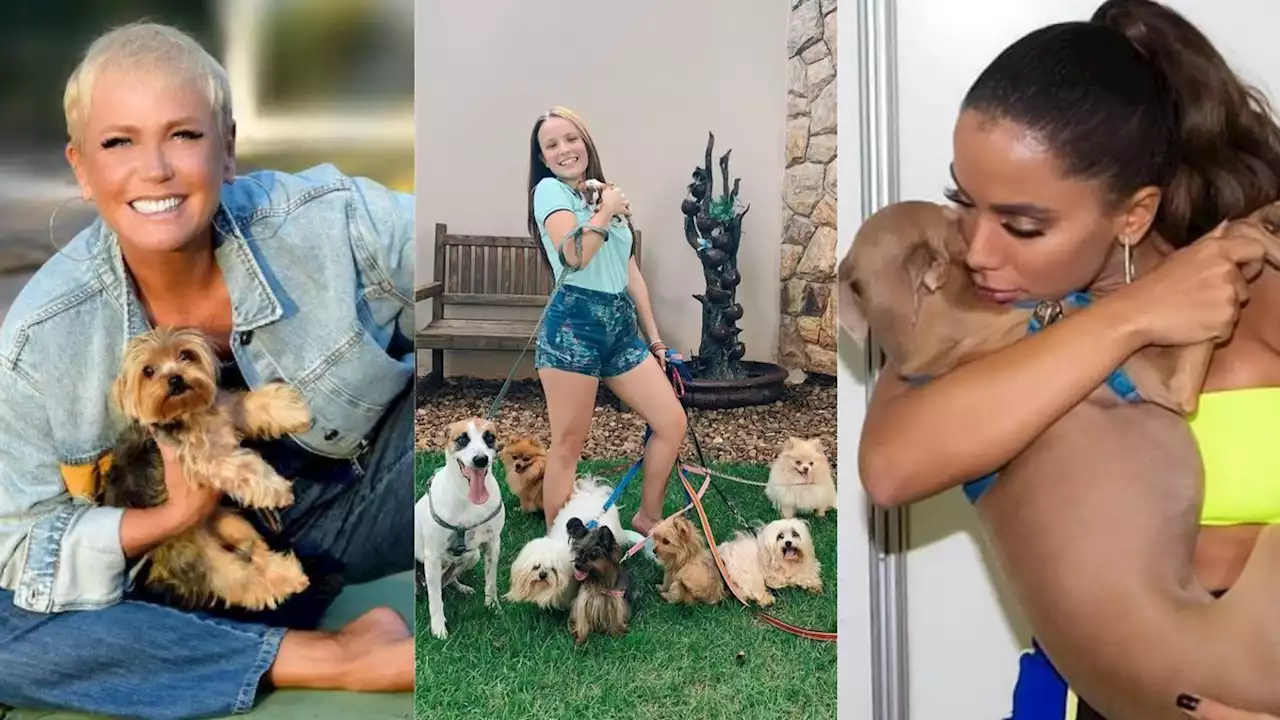 No Dia do Cachorro, veja os 'amigos de quatro patas' dos famosos