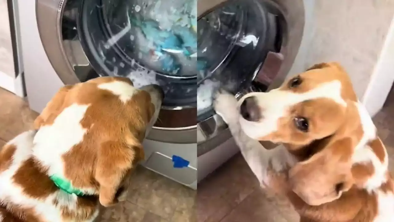 Cachorro vê bichos de pelúcia em máquina de lavar na Argentina, e reação viraliza; vídeo