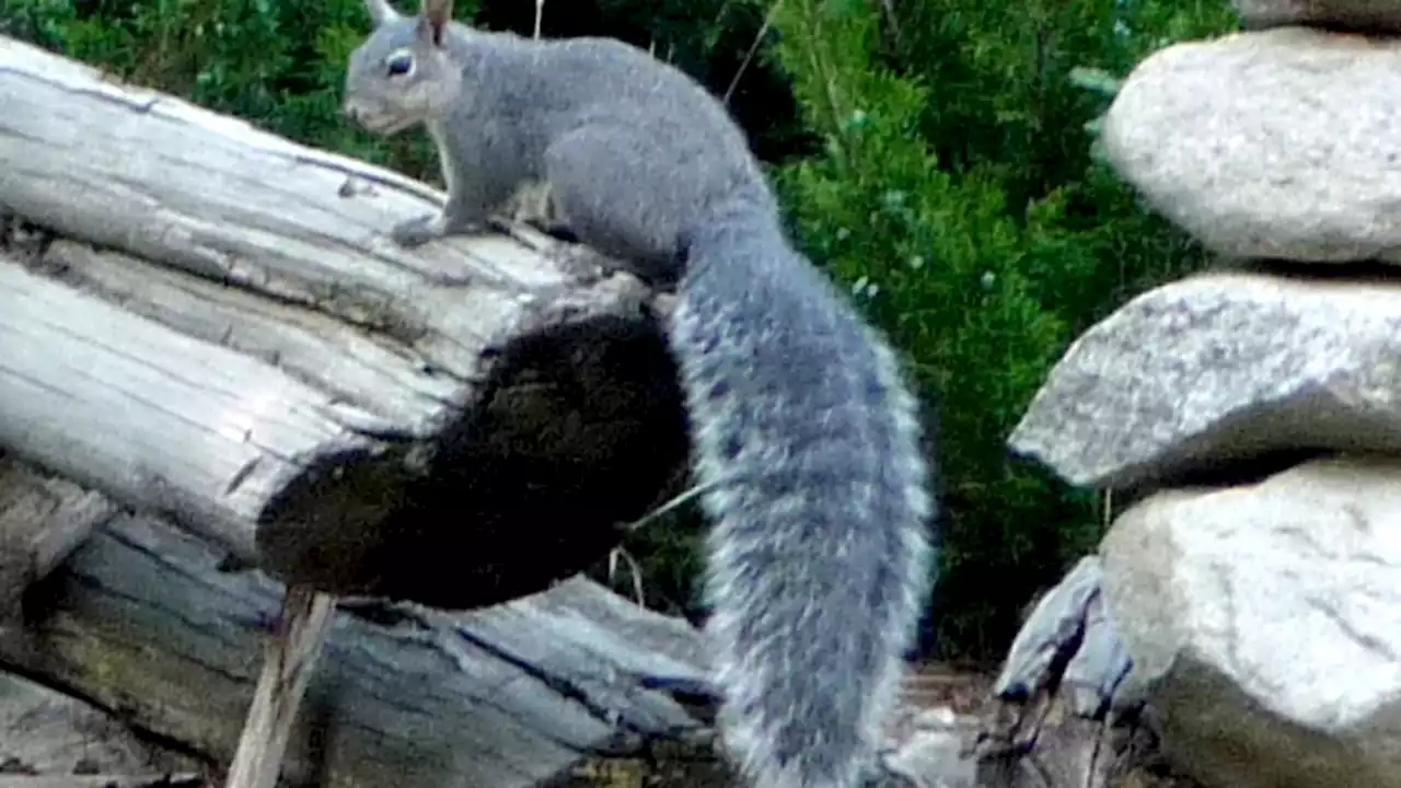 As few as 468 western gray squirrels left in Washington amid push for endangered status
