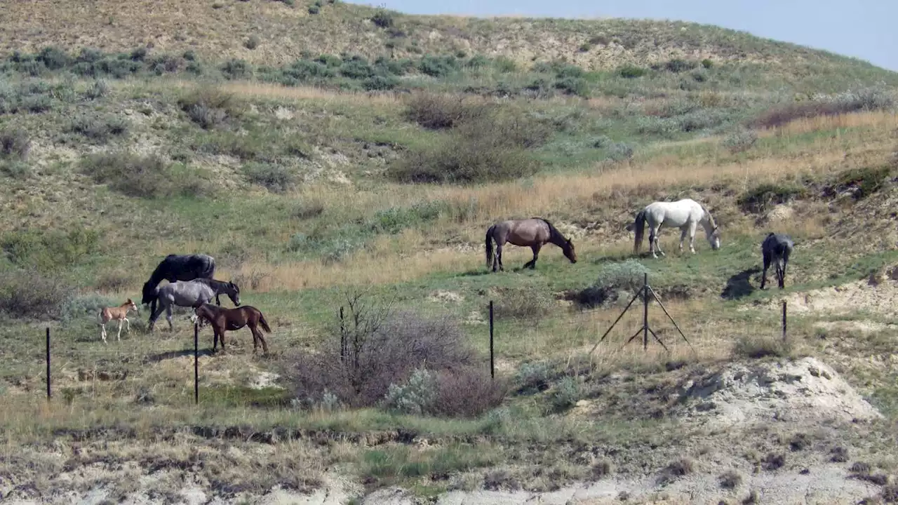 Beloved wild horses that roam Theodore Roosevelt National Park may be removed. Many oppose the plan